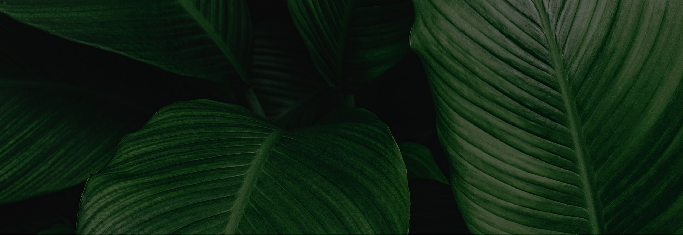 Form Background