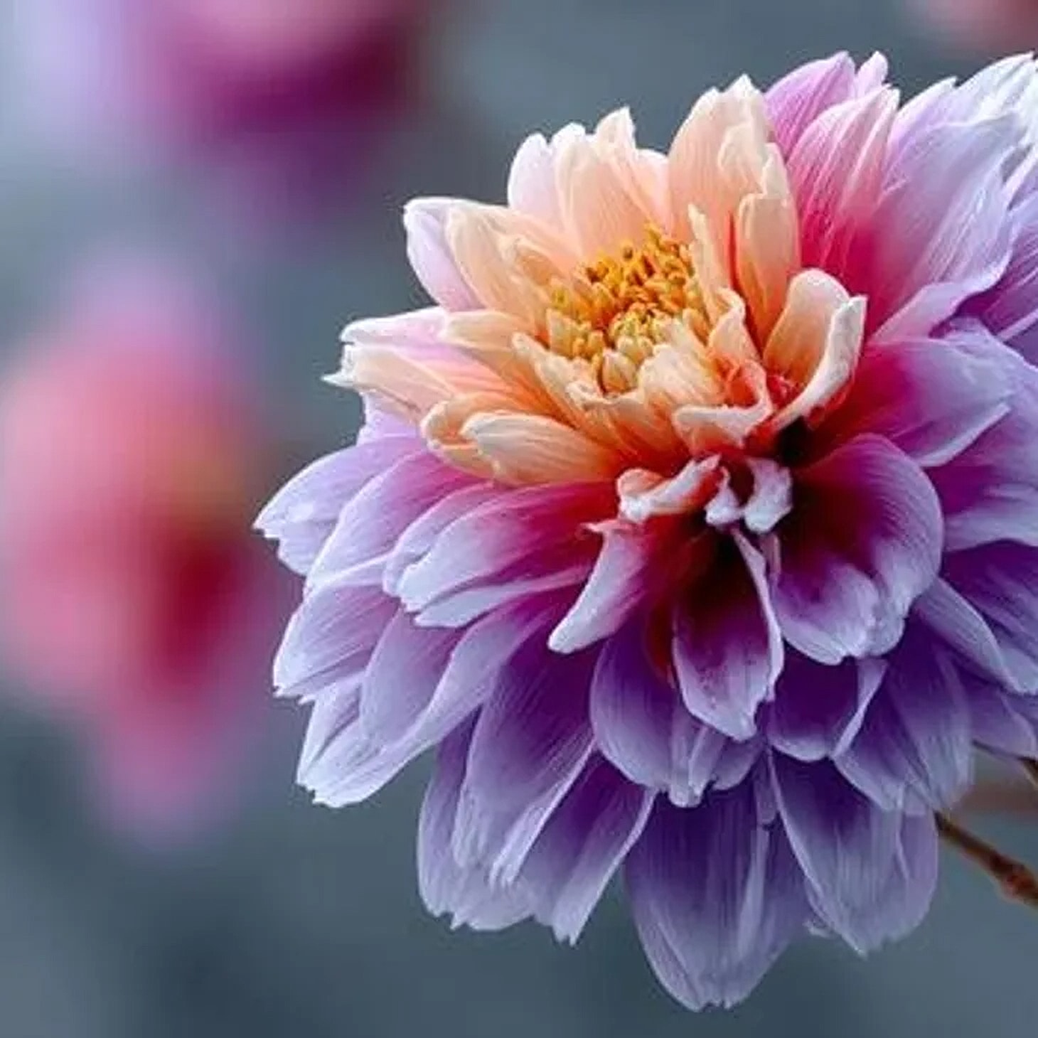 Colorful flower with soft pink and purple petals