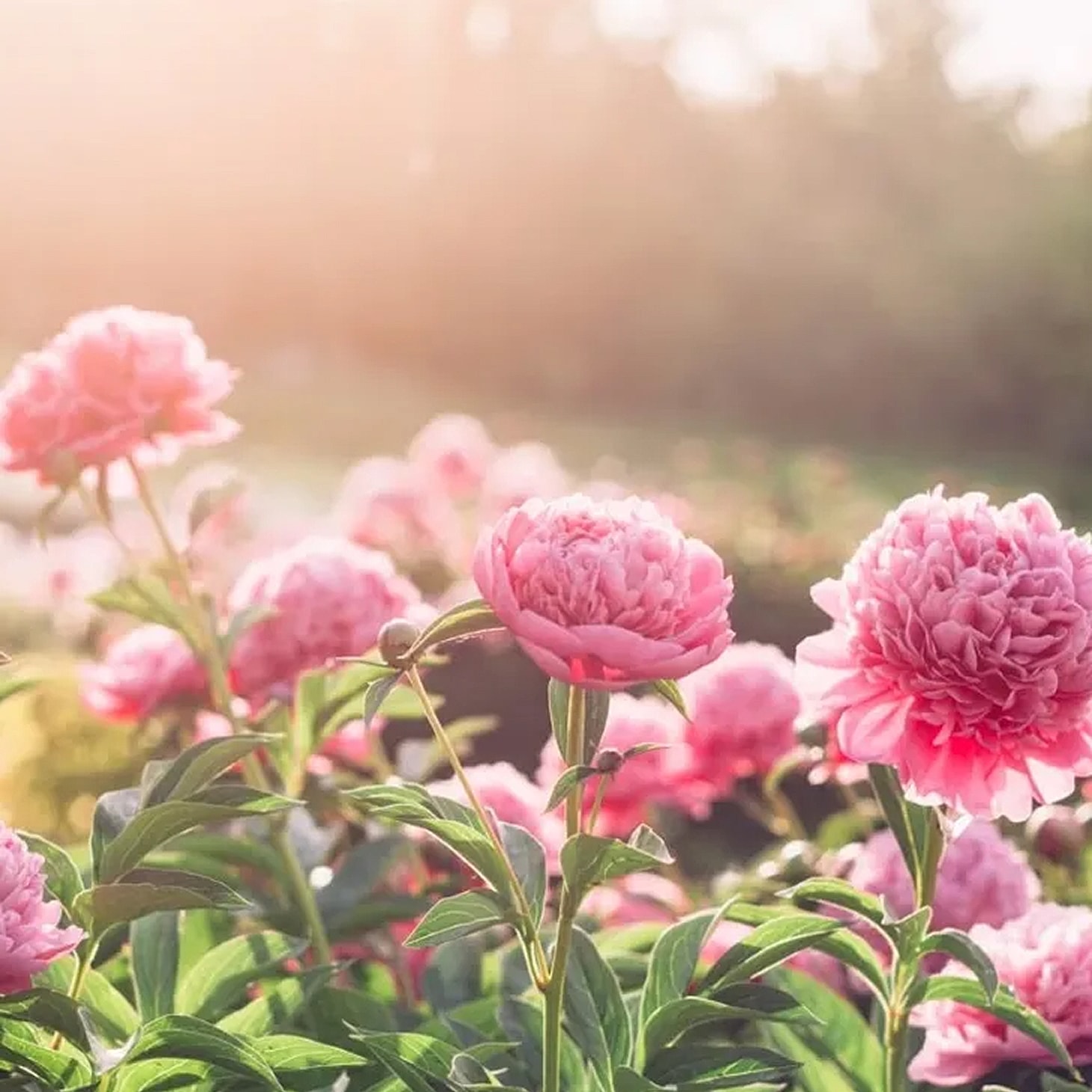 Pink peonies blooming in soft sunlight.