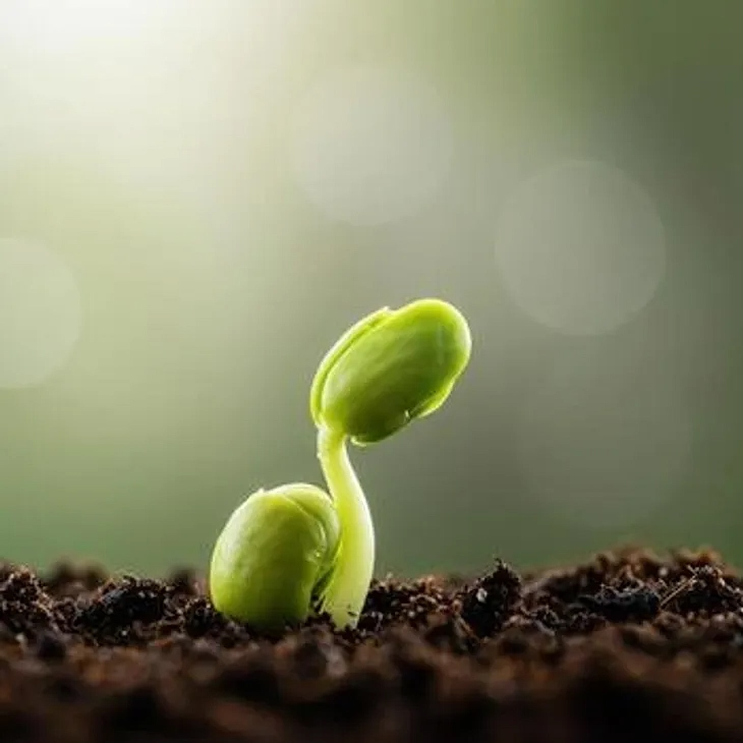 Green seedling emerging from dark soil.